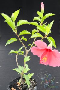 ชบาฮาวายสีบานเย็น Hibicus hybrid