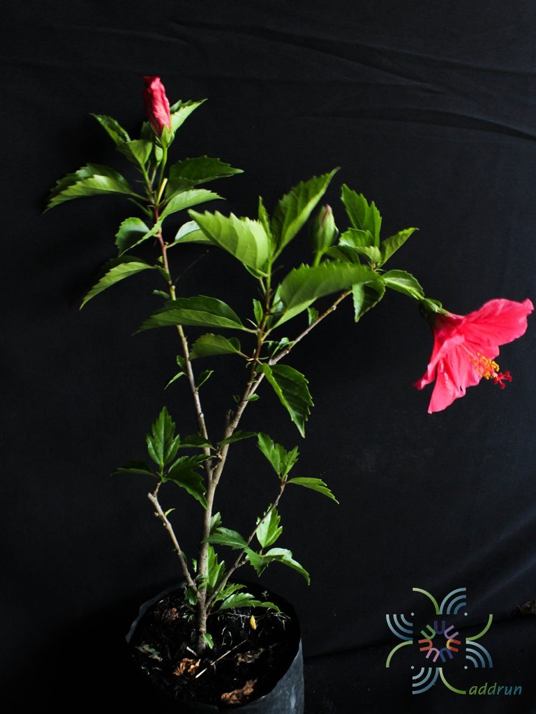 ชบาฮาวายสีบานเย็น Hibicus hybrid