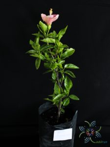 ชบาฮาวายหน้าหวานสีชมพู Hibicus hybrid