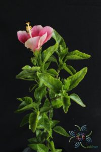 ชบาฮาวายหน้าหวานสีชมพู Hibicus hybrid