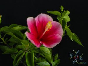 ชบาฮาวายหน้าหวานสีชมพู Hibicus hybrid