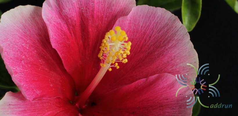 ชบาฮาวายหน้าหวานสีชมพู Hibicus hybrid