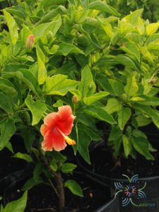 ชบาฮาวายหน้าหวานสีส้ม Hibicus hybrid