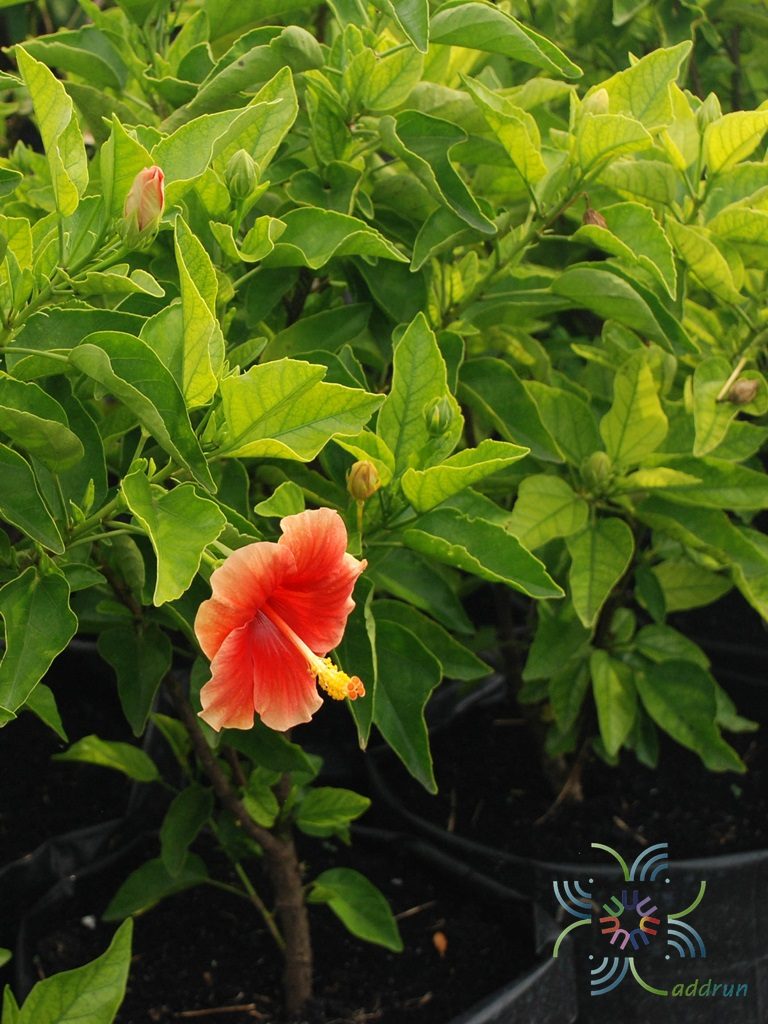 ชบาฮาวายหน้าหวานสีส้ม Hibicus hybrid