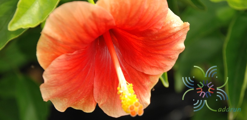 ชบาฮาวายหน้าหวานสีส้ม Hibicus hybrid