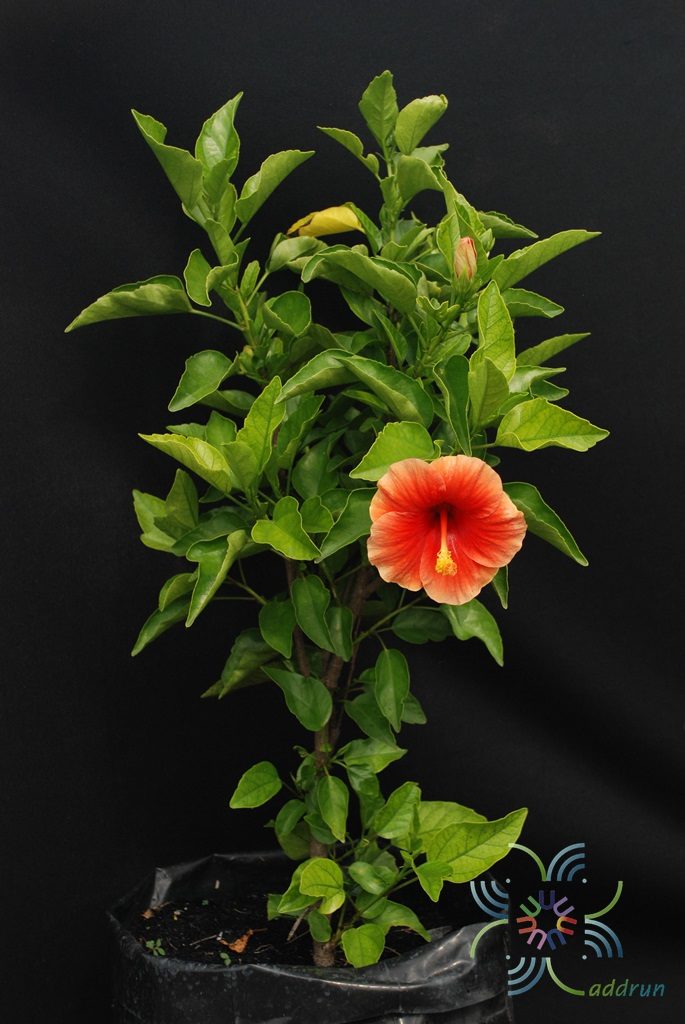ชบาฮาวายหน้าหวานสีส้ม Hibicus hybrid