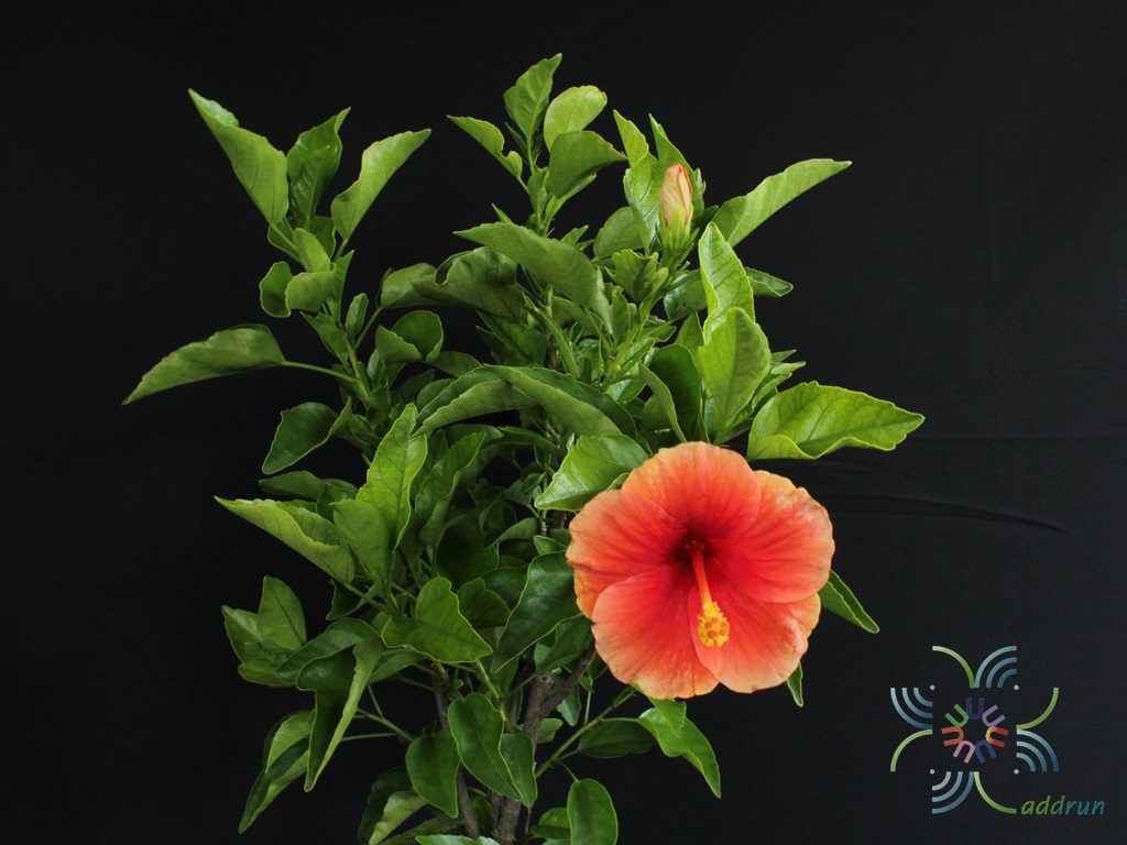 ชบาฮาวายหน้าหวานสีส้ม Hibicus hybrid