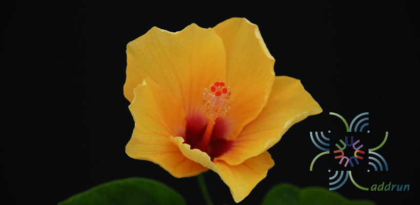 ชบาฮาวายสีเหลือง Hibicus hybrid