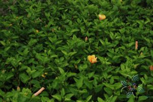 ชบาฮาวายสีเหลือง Hibicus hybrid