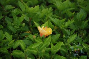 ชบาฮาวายสีเหลือง Hibicus Hybrid