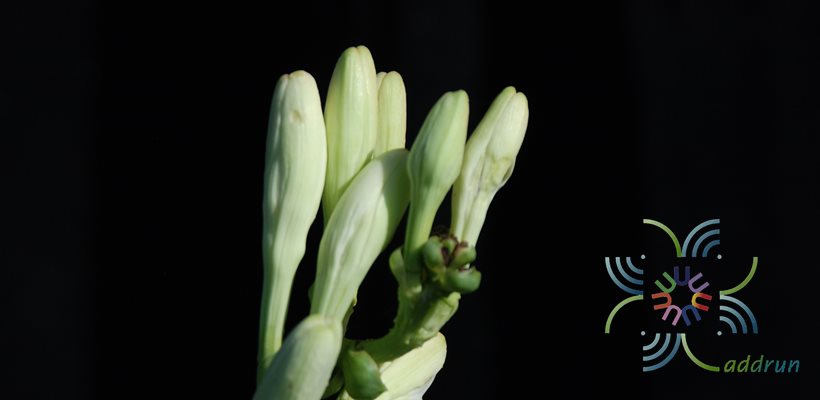 ซ่อนกลิ่น Polianthes tuberosa L.