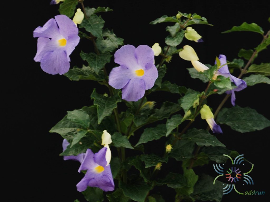 ช้องนาง Thunbergia erecta (Benth.) T.Anderson