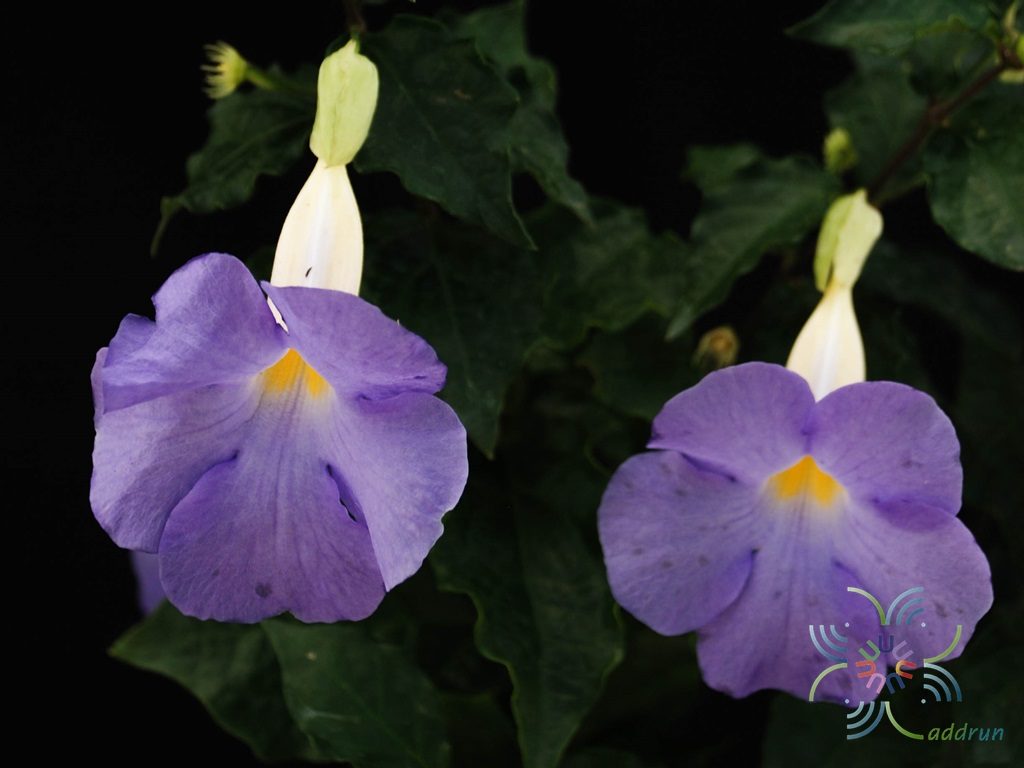 ช้องนาง Thunbergia erecta (Benth.) T.Anderson