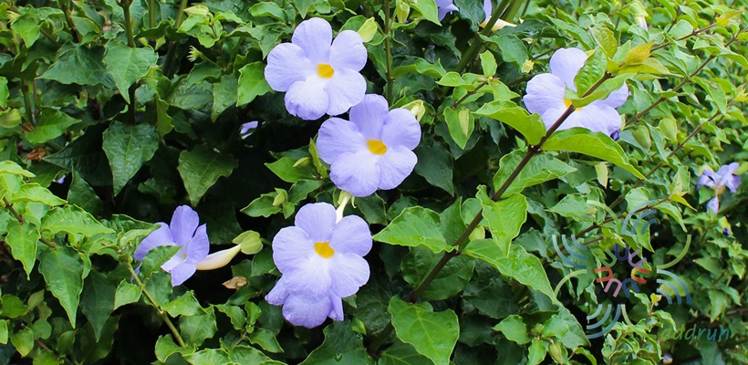 ช้องนาง Thunbergia erecta (Benth.) T.Anderson