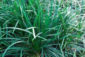 ซุ้มกระต่าย Ophiopogon jaburan (Siebold) Lodd.