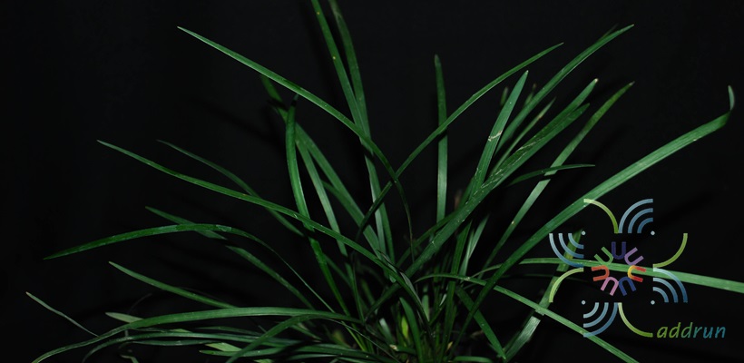 ซุ้มกระต่าย Ophiopogon jaburan (Siebold) Lodd.