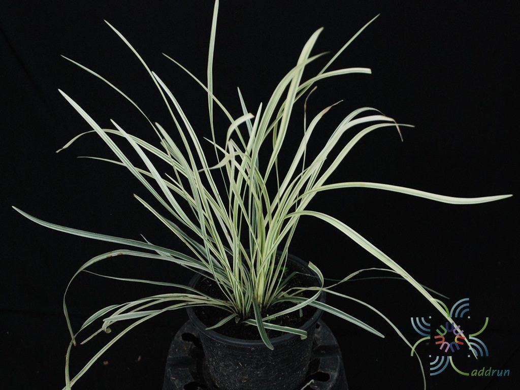 ซุ้มกระต่ายด่าง Ophiopogon jaburan (Siebold) Lodd.
