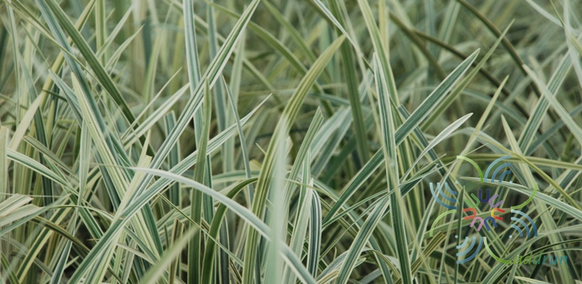 ซุ้มกระต่ายด่าง Ophiopogon jaburan (Siebold) Lodd.