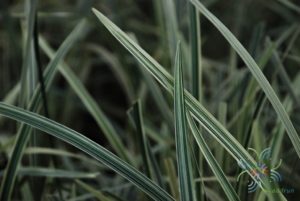 ซุ้มกระต่ายด่าง Ophiopogon jaburan (Siebold) Lodd.