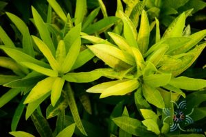 โกสนจิตรดา Codiaeum variegatum (L.) Rumph. ex A.Juss.