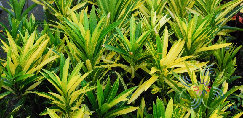 โกสนจิตรดา Codiaeum variegatum (L.) Rumph. ex A.Juss.