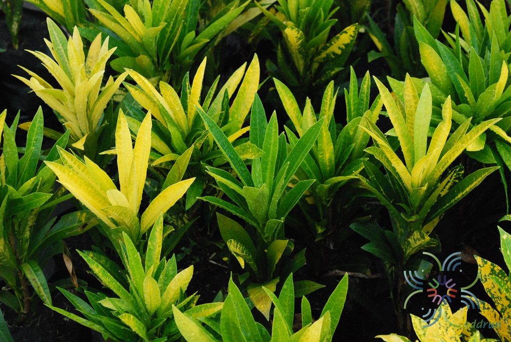 โกสนจิตรดา Codiaeum variegatum (L.) Rumph. ex A.Juss.