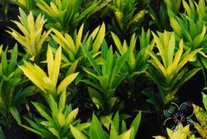 โกสนจิตรดา Codiaeum variegatum (L.) Rumph. ex A.Juss.