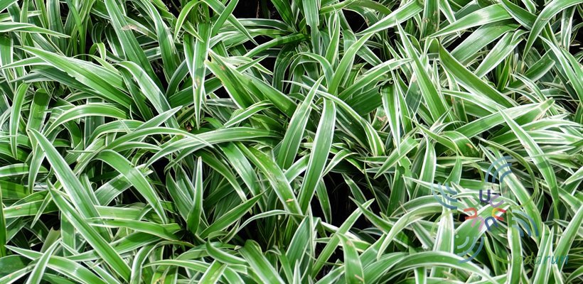 กำแพงเงิน Dianella caerulea Sims