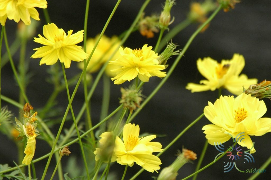 ดาวกระจาย Cosmos sulphureus Cav.