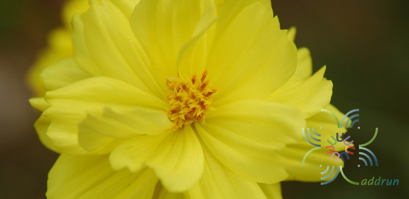 ดาวกระจาย Cosmos sulphureus Cav.
