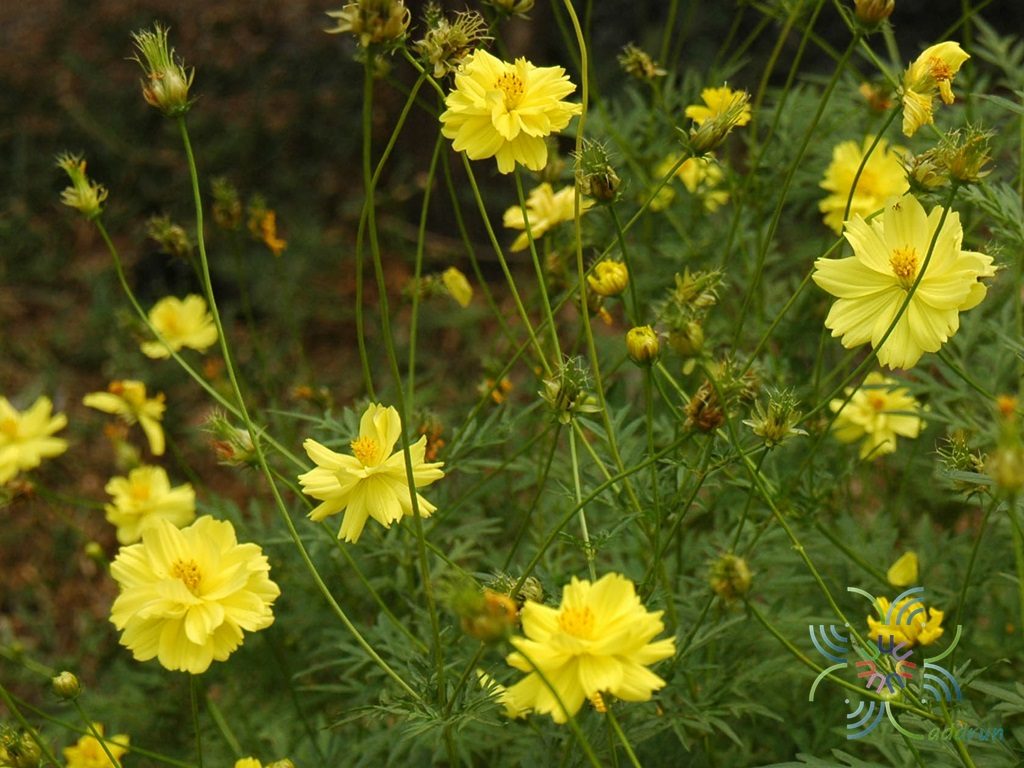 ดาวกระจาย Cosmos sulphureus Cav.