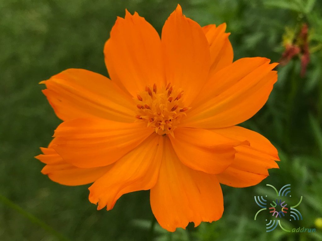 ดาวกระจาย Cosmos sulphureus Cav.