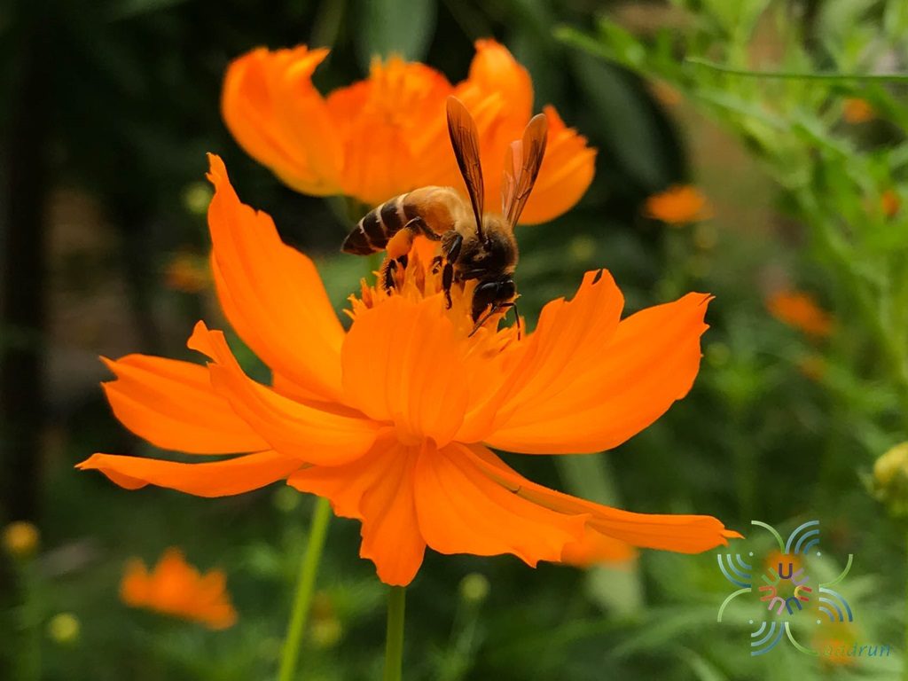 ดาวกระจาย Cosmos sulphureus Cav.