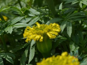 ดาวเรือง Tagetes erecta L.