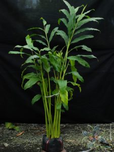 ดาหลา Etlingera elatior (Jack) R.M.Sm.