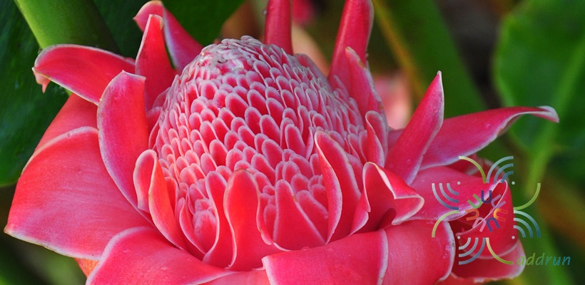 ดาหลา Etlingera elatior (Jack) R.M.Sm.