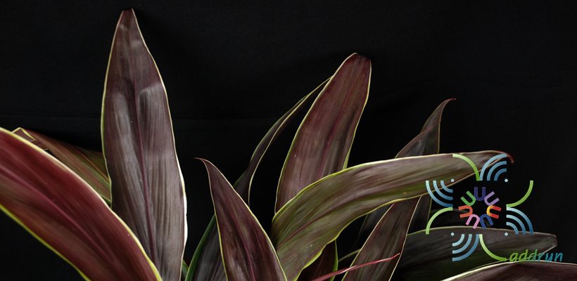 หมากผู้หมากเมีย ทับทิมช็อกโกแลต Cordyline fruticosa (L.) A.Chev. ‘Taptim Chocolate’