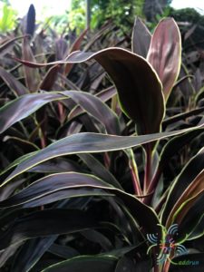 หมากผู้หมากเมีย ทับทิมช็อกโกแลต Cordyline fruticosa (L.) A.Chev. ‘Taptim Chocolate’