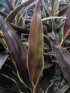 หมากผู้หมากเมีย ทับทิมช็อกโกแลต Cordyline fruticosa (L.) A.Chev. ‘Taptim Chocolate’