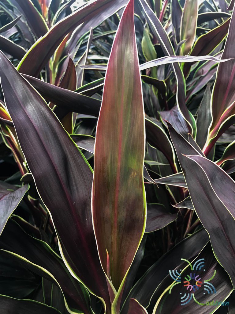 หมากผู้หมากเมีย ทับทิมช็อกโกแลต Cordyline fruticosa (L.) A.Chev. ‘Taptim Chocolate’