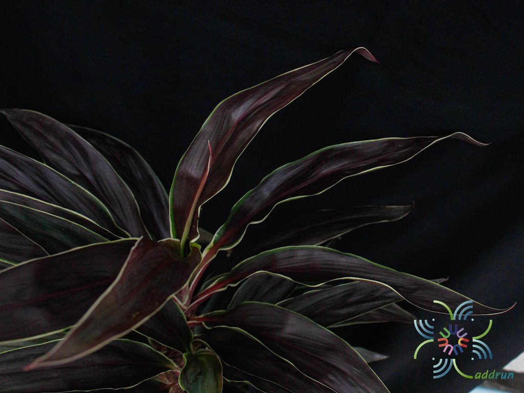 หมากผู้หมากเมีย ทับทิมช็อกโกแลต Cordyline fruticosa (L.) A.Chev. ‘Taptim Chocolate’