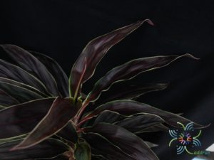 หมากผู้หมากเมีย ทับทิมช็อกโกแลต Cordyline fruticosa (L.) A.Chev. ‘Taptim Chocolate’
