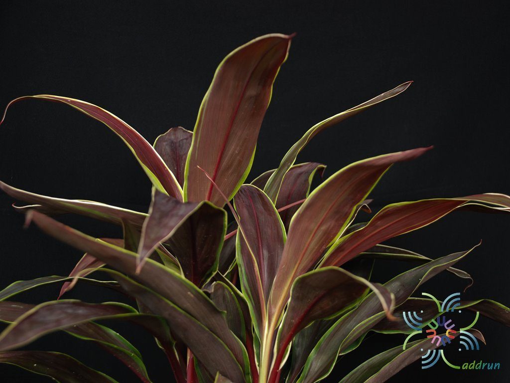 หมากผู้หมากเมีย ทับทิมช็อกโกแลต Cordyline fruticosa (L.) A.Chev. ‘Taptim Chocolate’