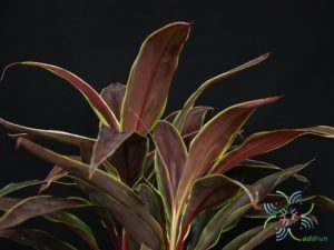 หมากผู้หมากเมีย ทับทิมช็อกโกแลต Cordyline fruticosa (L.) A.Chev. ‘Taptim Chocolate’