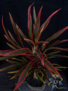 หมากผู้หมากเมีย เปลวสุริยา Cordyline fruticosa (L.) A.Chev. ‘Bleosuriya’
