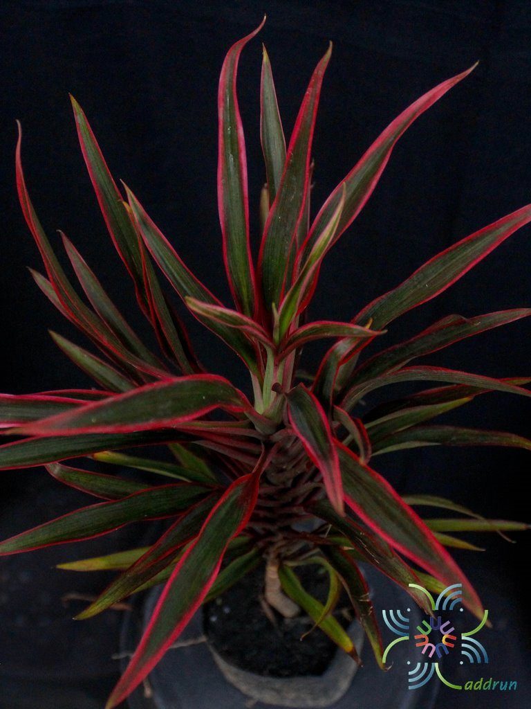 หมากผู้หมากเมีย เปลวสุริยา Cordyline fruticosa (L.) A.Chev. ‘Bleosuriya’