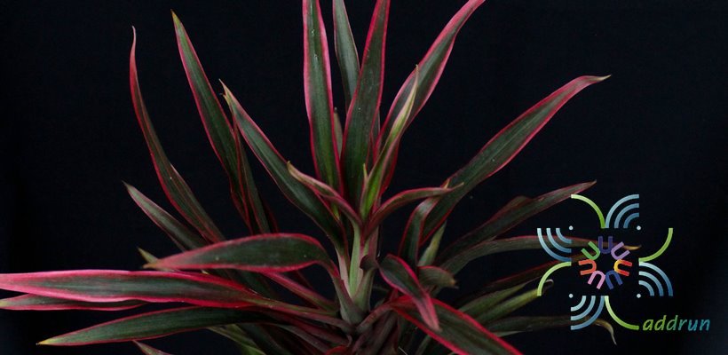 หมากผู้หมากเมีย เปลวสุริยา Cordyline fruticosa (L.) A.Chev. ‘Bleosuriya’