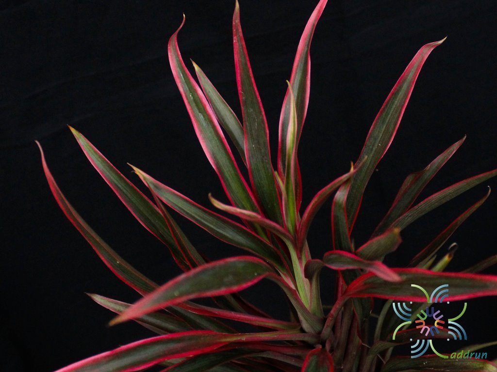 หมากผู้หมากเมีย เปลวสุริยา Cordyline fruticosa (L.) A.Chev. ‘Bleosuriya’