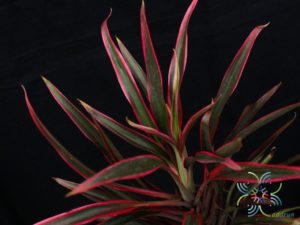 หมากผู้หมากเมีย เปลวสุริยา Cordyline fruticosa (L.) A.Chev. ‘Bleosuriya’