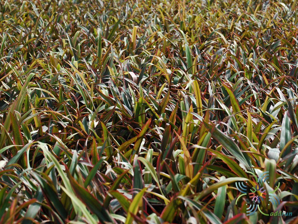 หมากผู้หมากเมีย เปลวสุริยา Cordyline fruticosa (L.) A.Chev. ‘Bleosuriya’